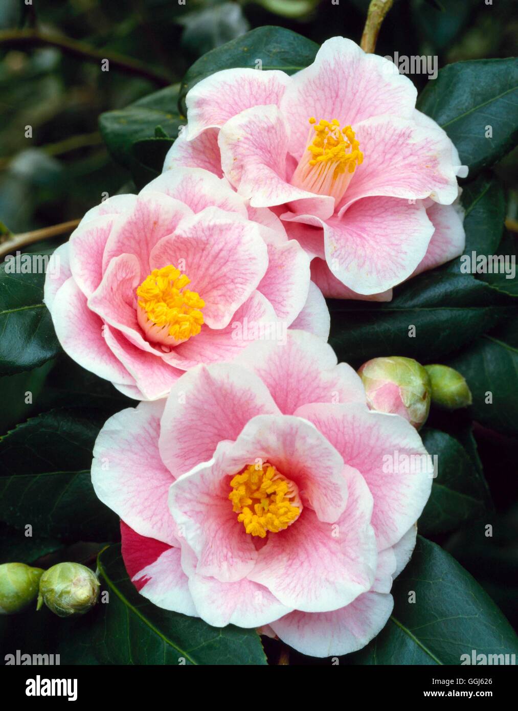 Camellia japonica - `Your's Truly'   CAM021012 Stock Photo